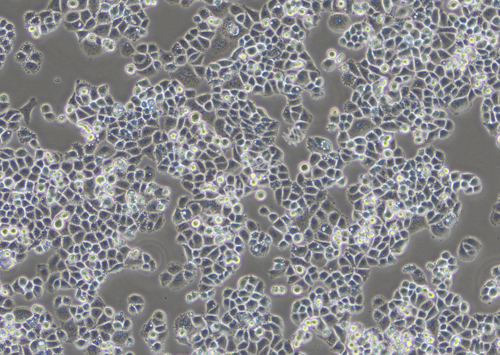 C-33A-LUC-GFP-白光.png