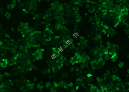 C-33A-LUC-GFP-荧光.png