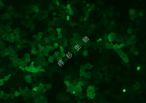 Ca ski-LUC-GFP-荧光.png