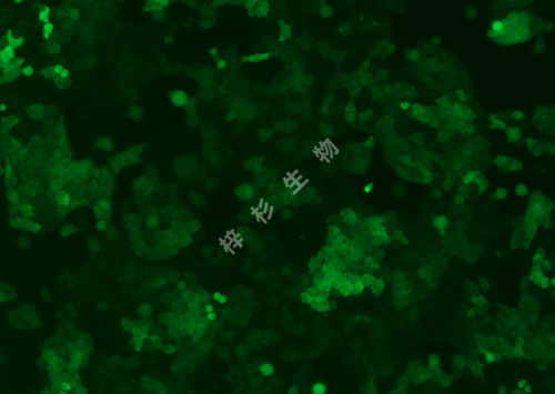 CAL-27-LUC-GFP-荧光.png