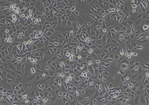 CAL-62-LUC-GFP-白光.png