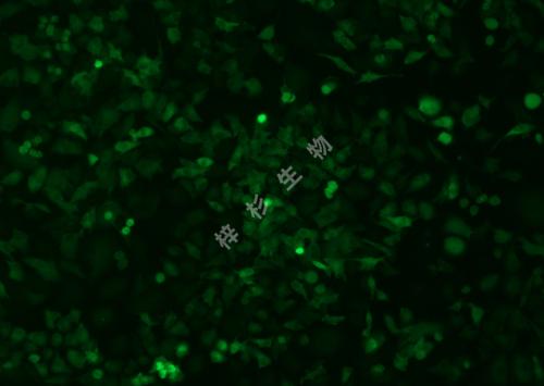 CAL-62-LUC-GFP-荧光.png