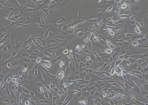 Calu-1-LUC-GFP-白光.png
