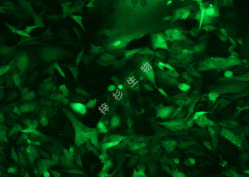 Calu-1-LUC-GFP-荧光.png