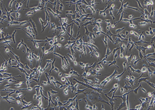ES-2-LUC-GFP-白光.png