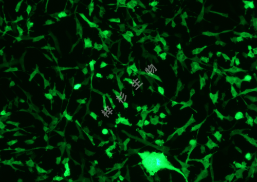 ES-2-LUC-GFP-荧光.png