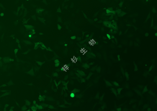 HELA-LUC-GFP-荧光.png