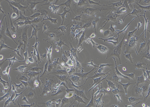 HS578T-LUC-GFP-白光.png