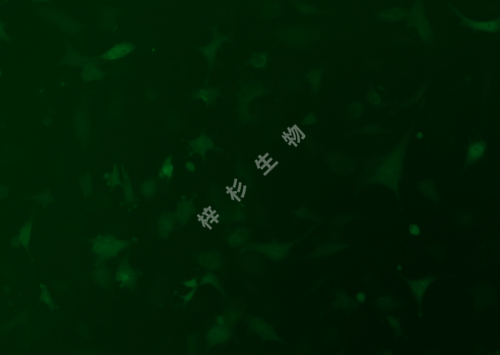 HS578T-LUC-GFP-荧光.png