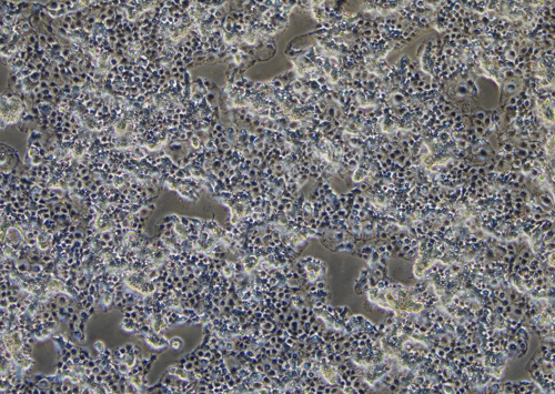 JAR-LUC-GFP-白光.png