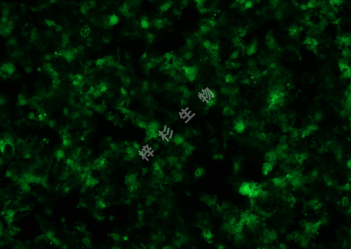 JAR-LUC-GFP-荧光.png