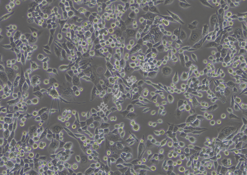 LLC-LUC-GFP-白光.png