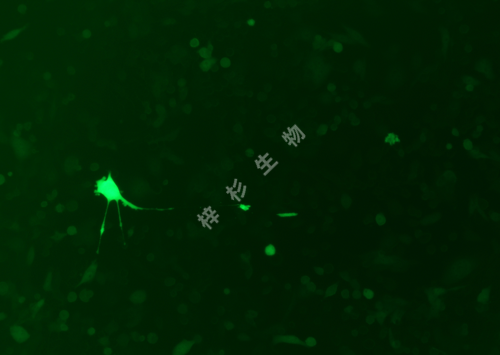 LLC-LUC-GFP-荧光.png