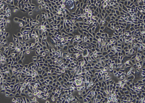 ME-180-LUC-GFP-白光.png