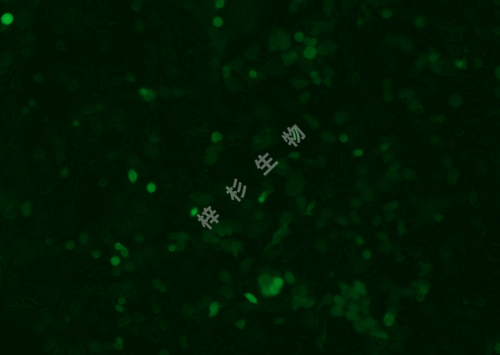 ME-180-LUC-GFP-荧光.png