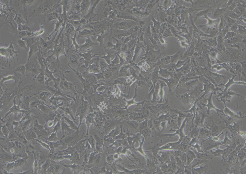 RBE-LUC-GFP-白光.png