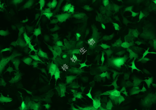 RBE-LUC-GFP-荧光.png