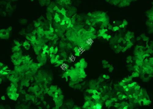 T-47D-LUC-GFP-荧光.png