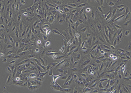 TPC-1-LUC-GFP-白光.png