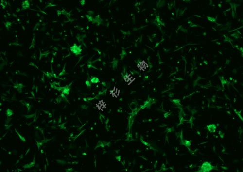 U87 MG-LUC-GFP-荧光.png