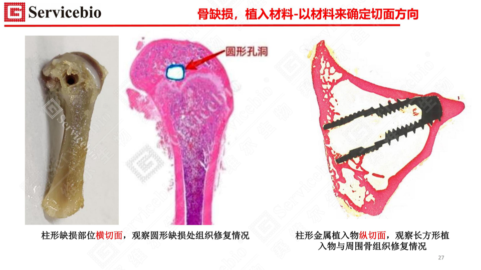 赛维尔生物服务|产品_Servicebio_武汉赛维尔生物科技有限公司