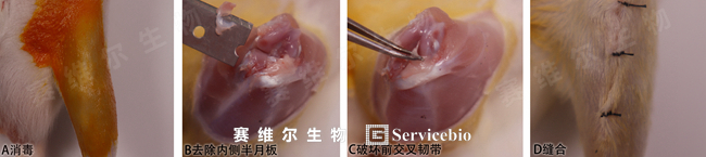 1、造模图片.jpg