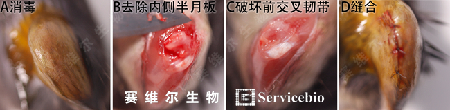 1、造模.jpg