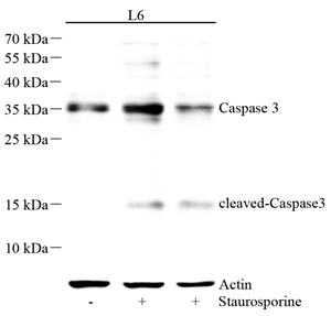 03 GB11767C_Caspase-3_d300_WB.png