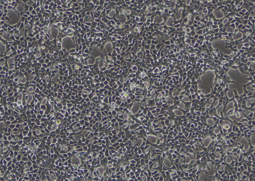293T-LUC-GFP-白光.png