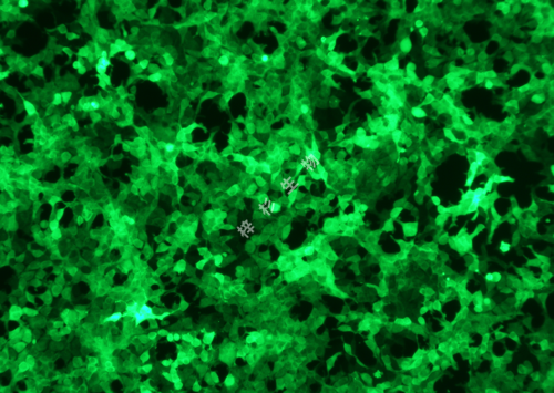 293T-LUC-GFP-荧光.png
