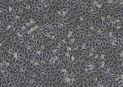 A375-LUC-GFP-白光.png