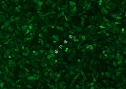 A375-LUC-GFP-荧光.png