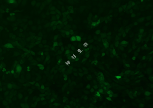 ACT-1-荧光.png