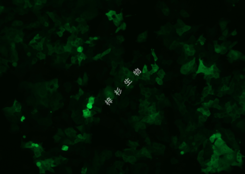 DLD-1-荧光.png