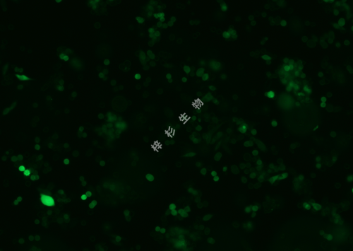 MKN-45-LUC-GFP-荧光.png