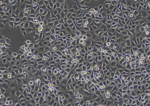 SACC-LM-LUC-GFP-白光.png