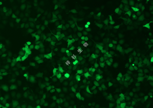 SACC-LM-LUC-GFP-荧光.png