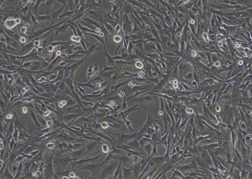 U251-LUC-GFP-白光.png