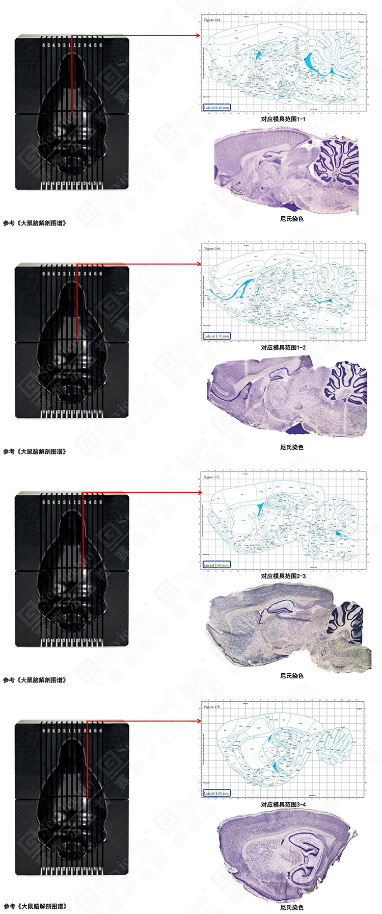 大鼠脑模具参考切面图_01.jpg