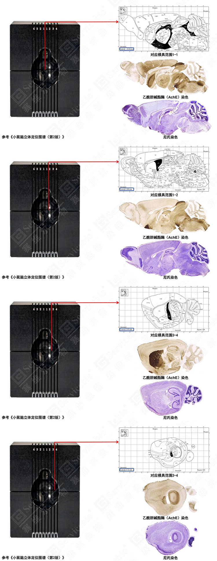 小鼠脑模具参考切面图_01.jpg