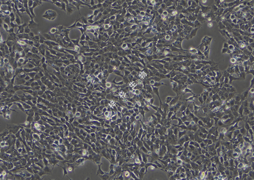 A-673-LUC-GFP-白光.jpg