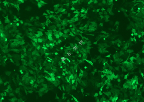 A-673-LUC-GFP-荧光.jpg