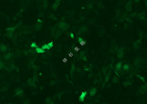 B-CPAP-LUC-GFP-荧光.jpg
