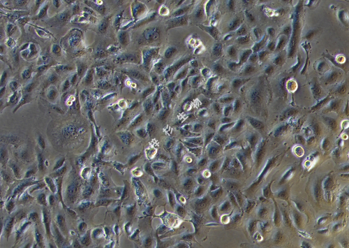 B-CPAP-LUC-GFP-白光.jpg