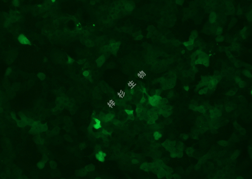 BxPC-3-LUC-GFP-荧光.jpg