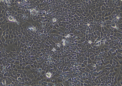 BxPC-3-LUC-GFP-白光.jpg