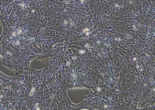 Detroit562-LUC-GFP-白光.jpg