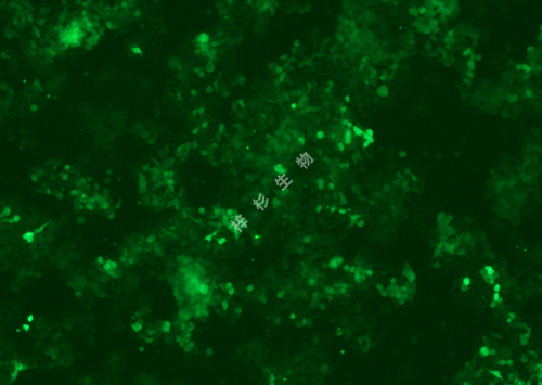 Hce-8693-LUC-GFP-荧光.jpg