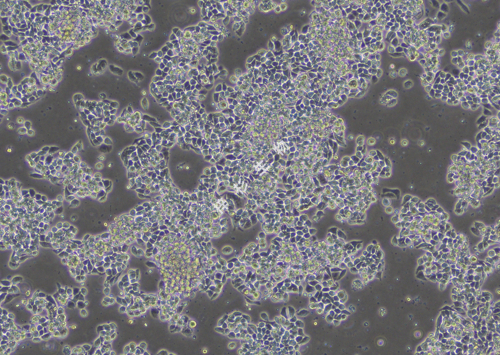 Hce-8693-LUC-GFP-白光.jpg
