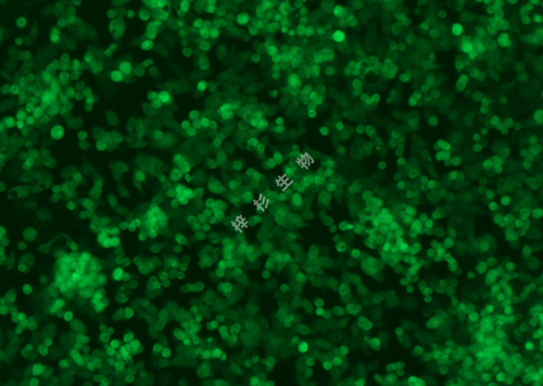 HEC-1-B-LUC-GFP-荧光.jpg